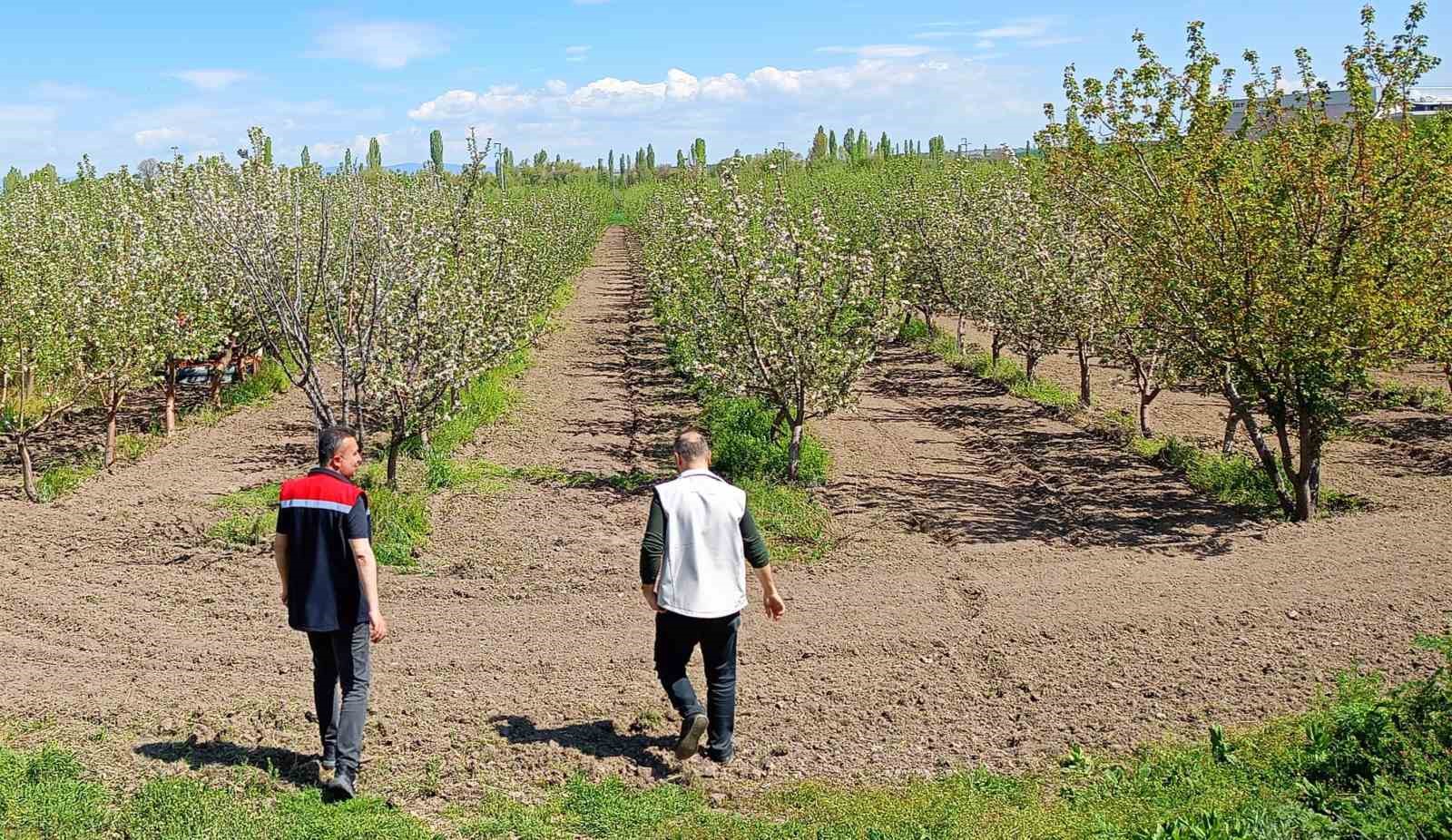 Beyşehir’de meyve bahçeleri hastalık ve zararlılara karşı yakından takip ediliyor