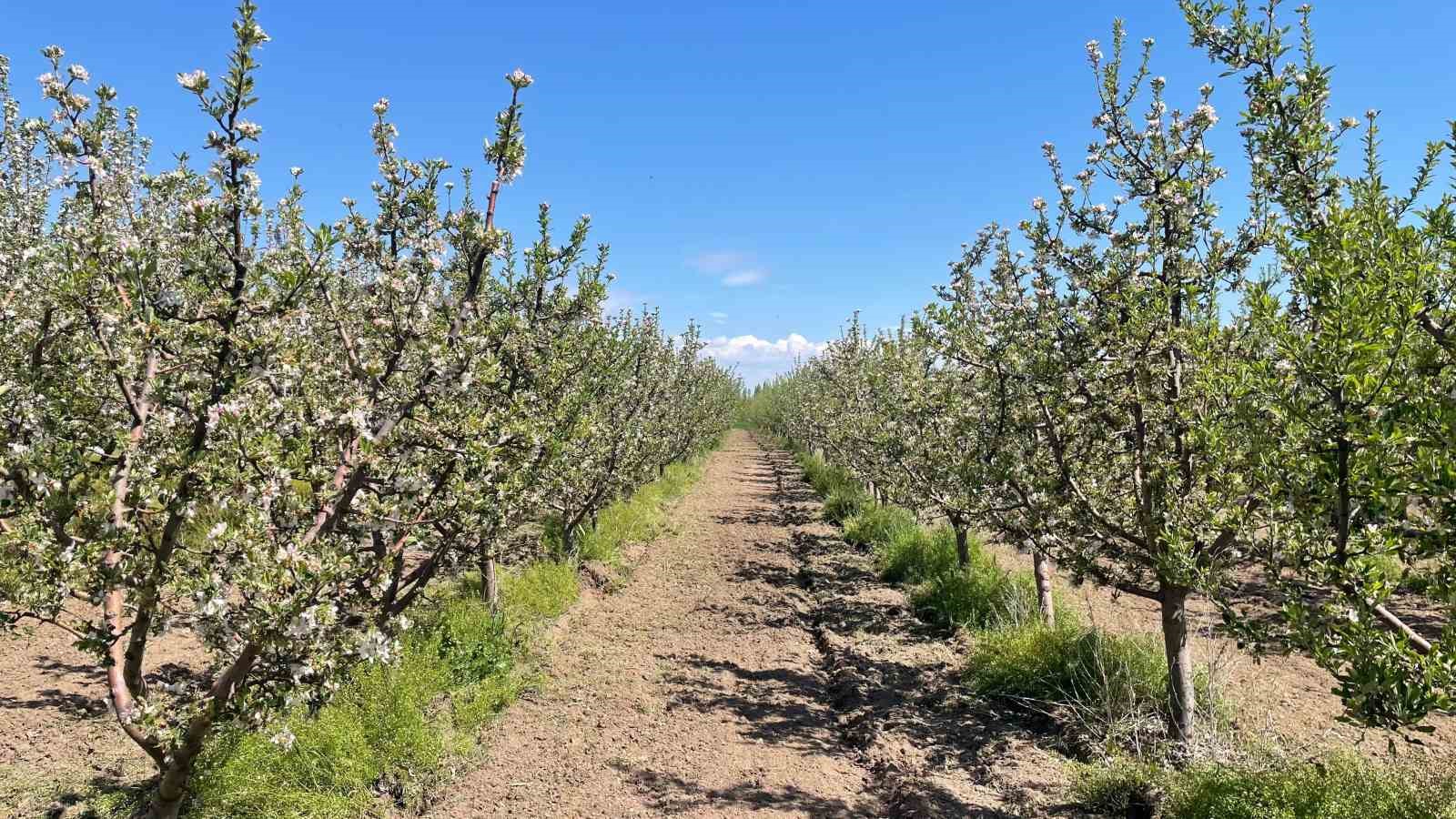 Beyşehir&rsquo;de meyve bah&ccedil;eleri hastalık ve zararlılara karşı yakından takip ediliyor
