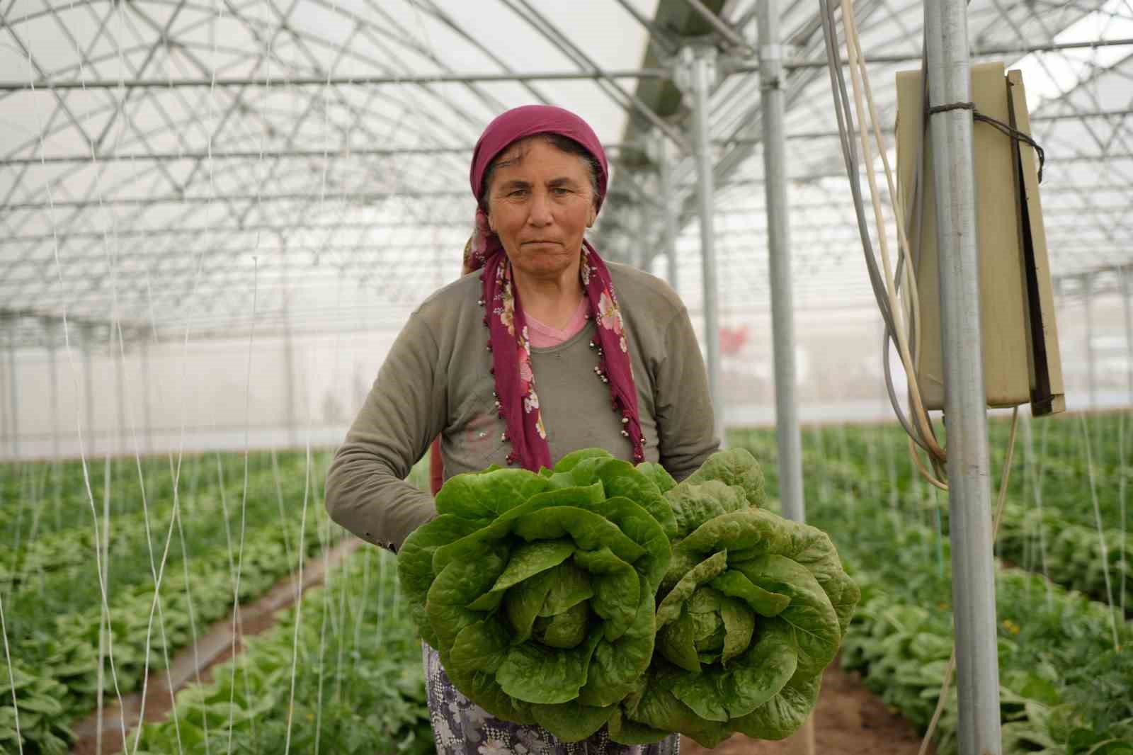 Erzincan seralarında marul hasadı başladı
