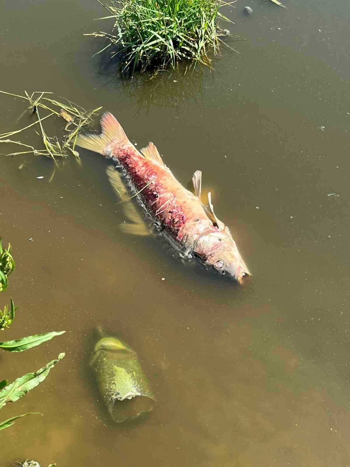 Kırklareli&rsquo;nde balık &ouml;l&uuml;mlerine ilişkin inceleme başlatıldı
