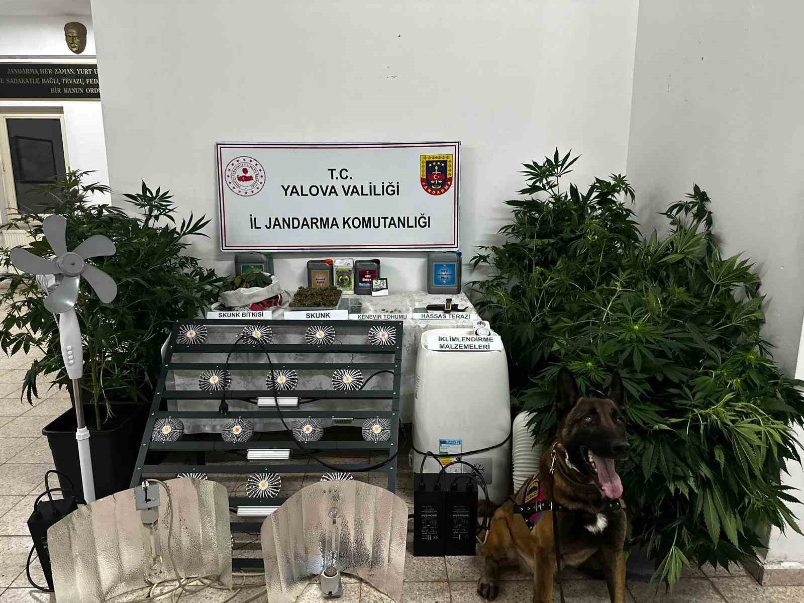 Yalova’da evinde uyuşturucu yetiştiren şüpheli tutuklandı