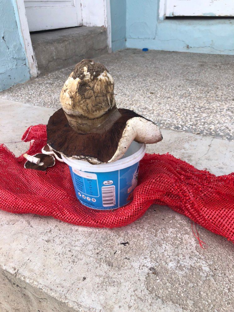 Ankara&rsquo;da 1 kiloluk mantar g&ouml;renleri hayrete d&uuml;ş&uuml;rd&uuml;
