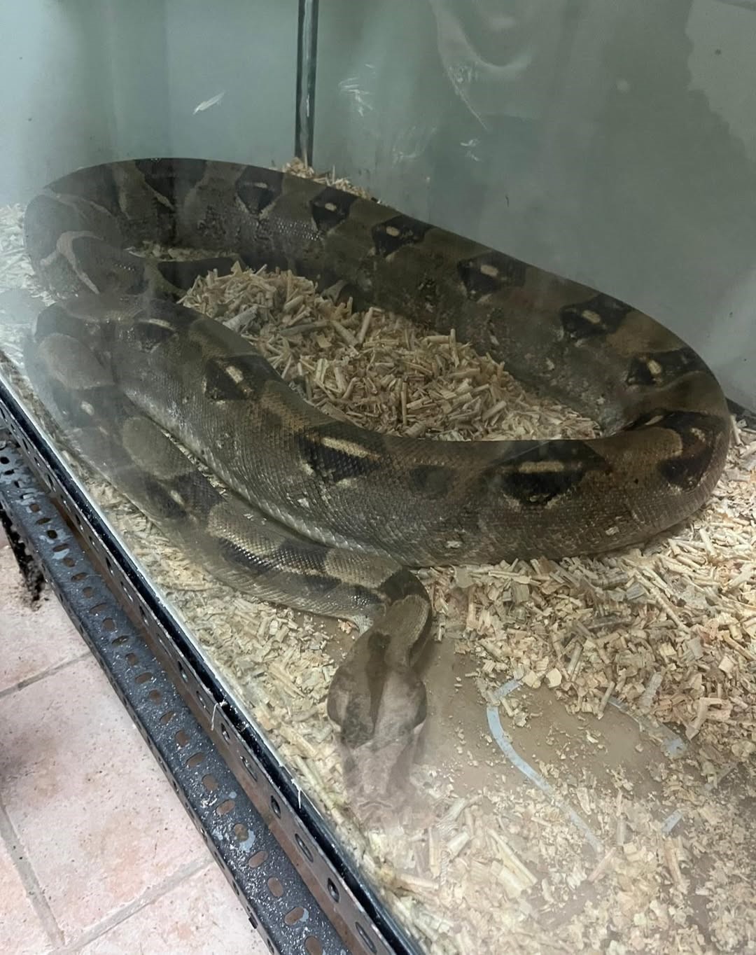 Bursa&rsquo;da egzotik hayvan ticaretine darbe
