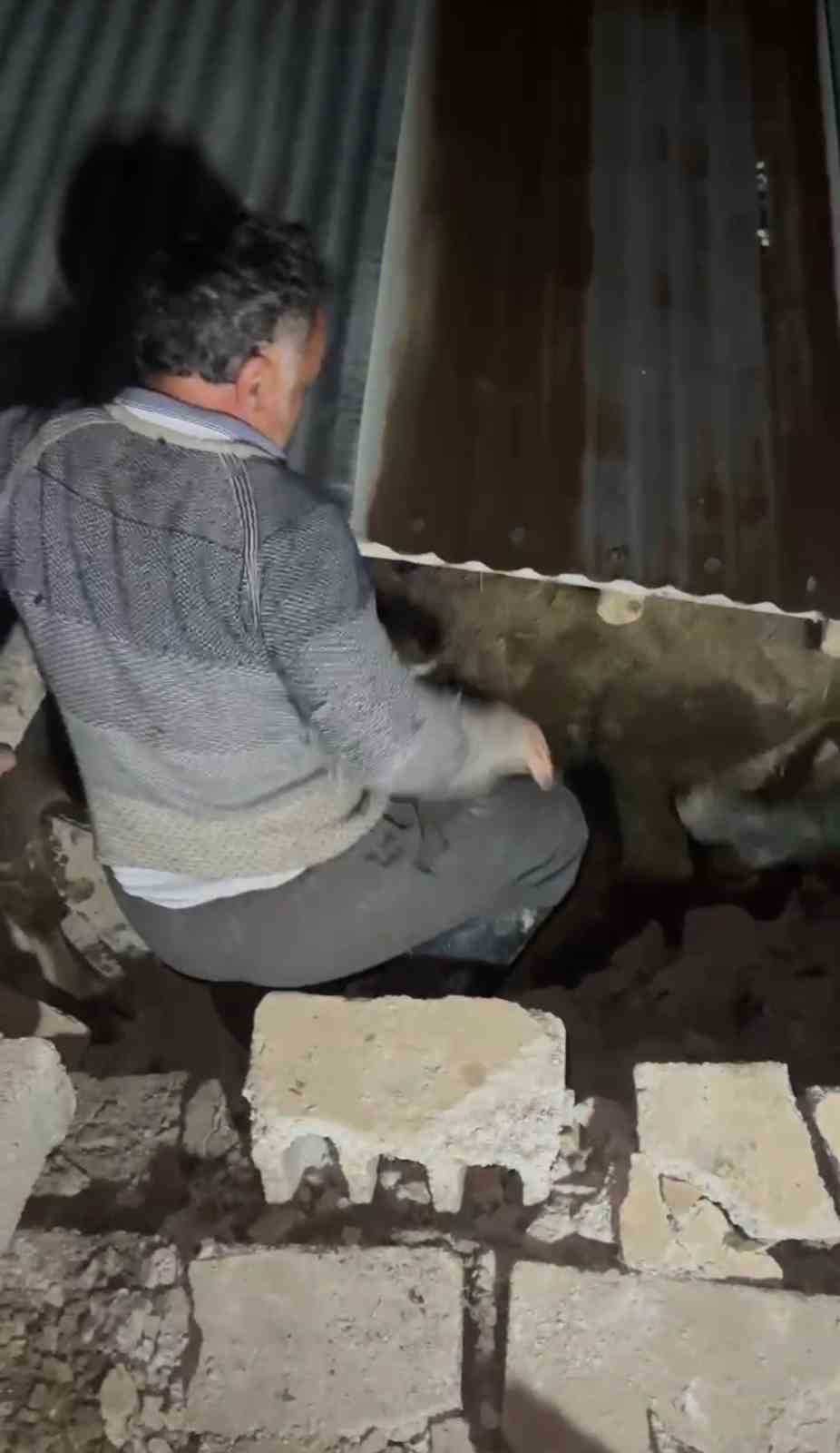 Yüksekova’da ahır çöktü: Köylüler ve ekipler hayvanlar için seferber oldu