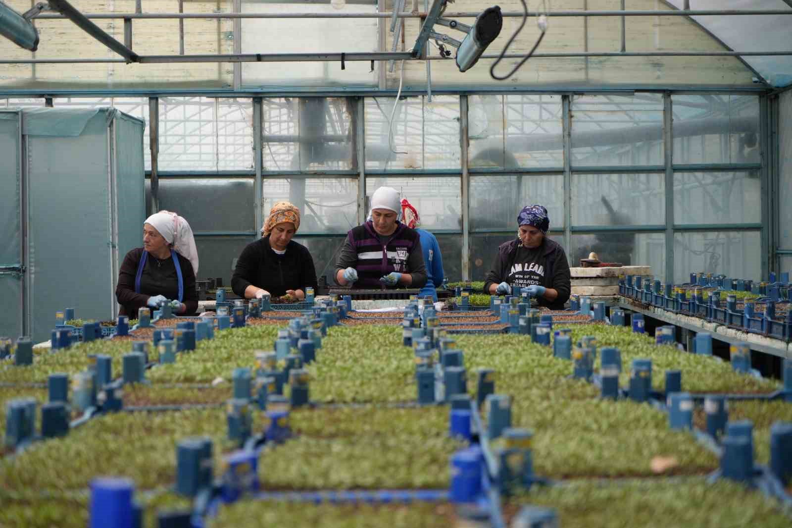 Erzincan seracılıkta hedefini büyütüyor