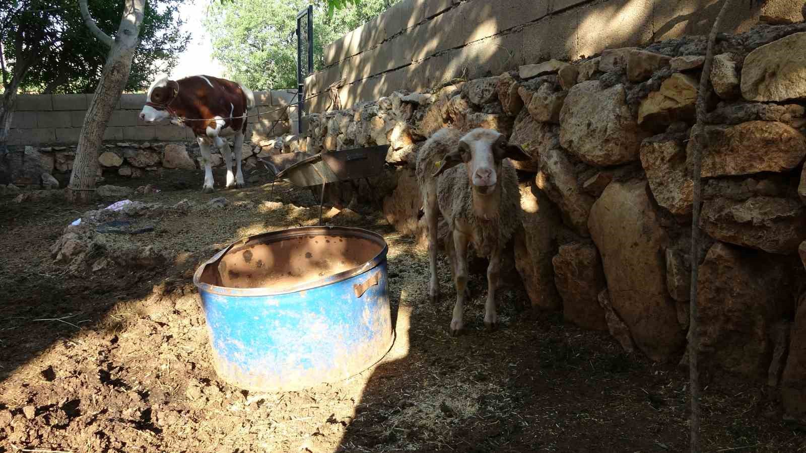 Sokak k&ouml;pekleri k&ouml;yl&uuml;lerin hayvanlarına saldırdı
