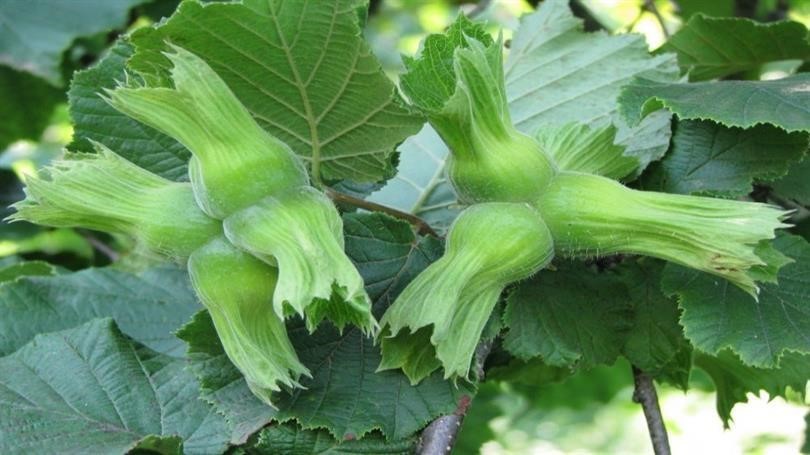 Düzce’de AB ülkelerine 11 bin 71 ton gönderildi