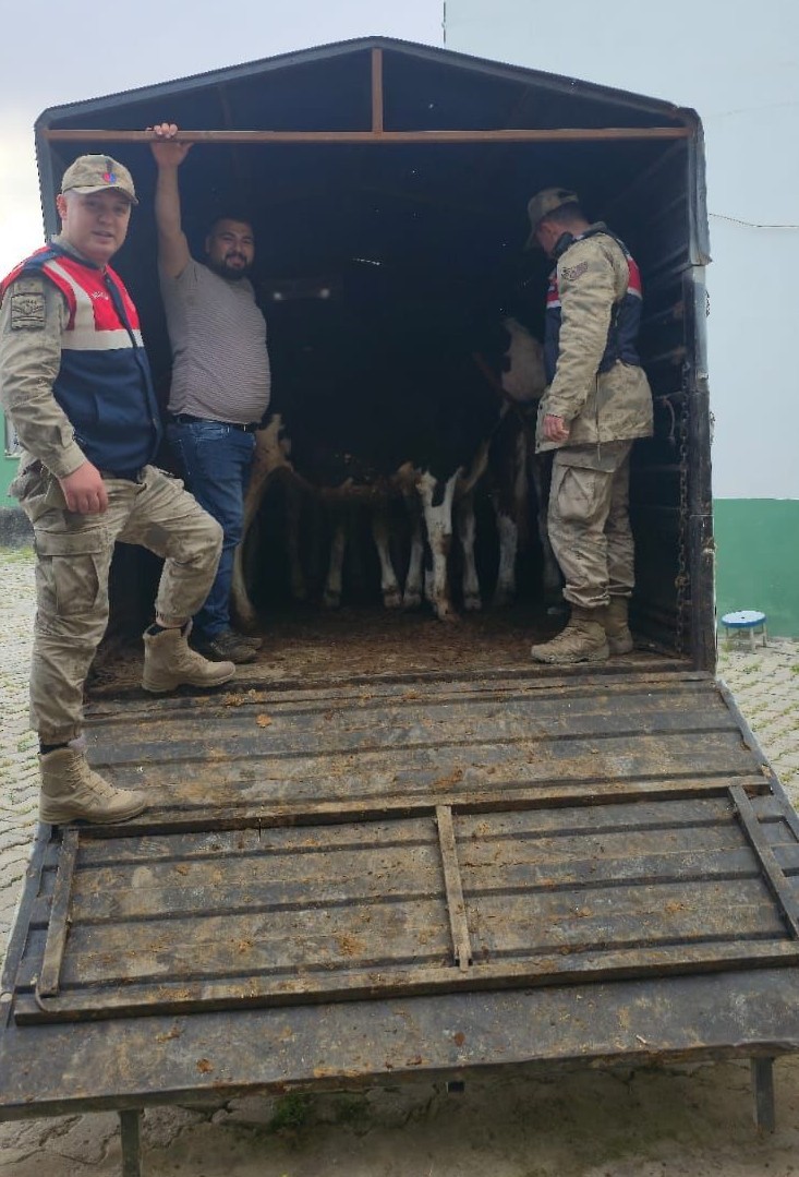 Arazide kaybolan hayvanları jandarma buldu
