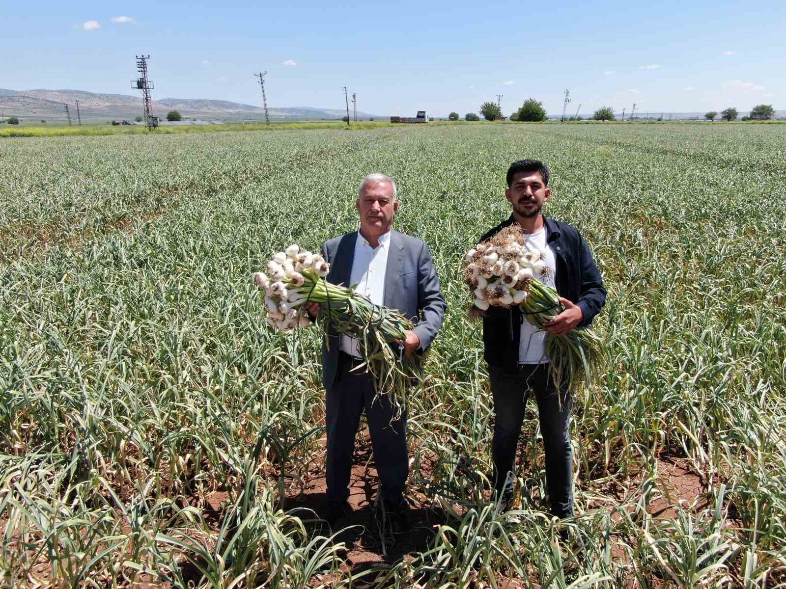 Gaziantep’te AB tescilli Araban sarımsağının hasadı başladı