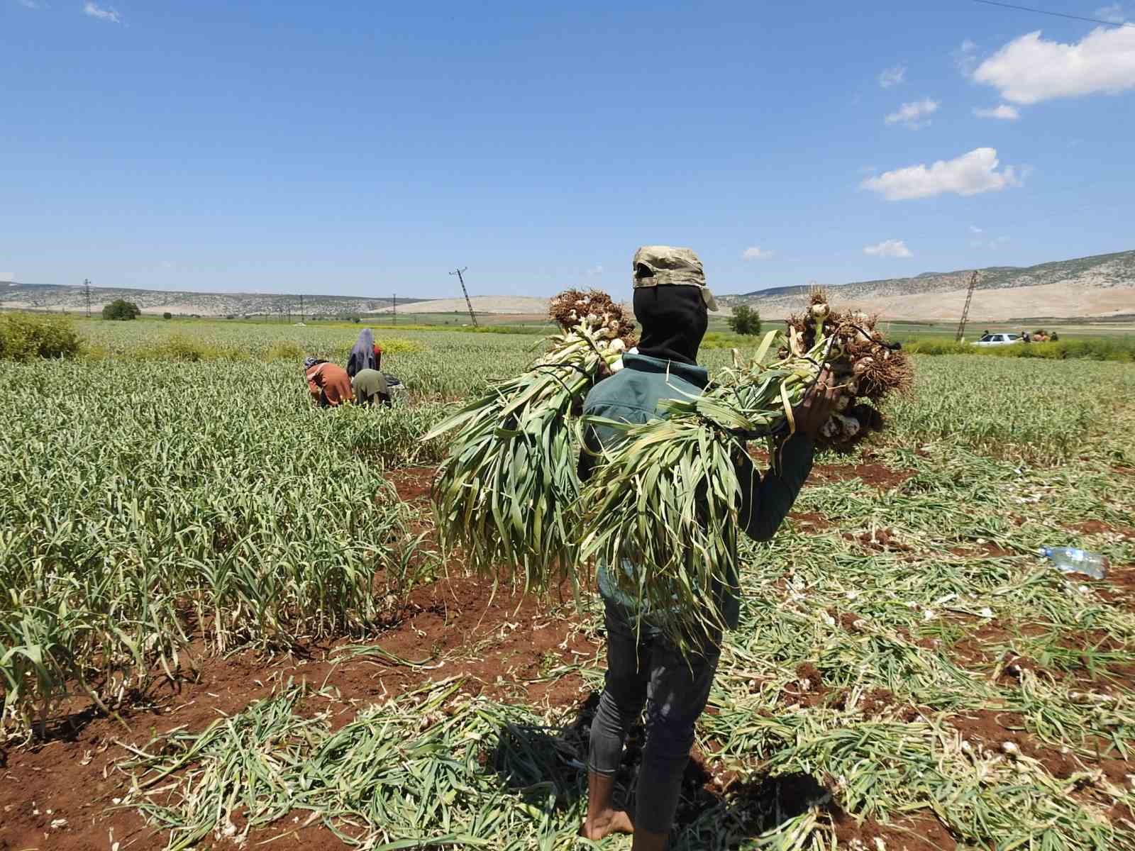 Gaziantep’te AB tescilli Araban sarımsağının hasadı başladı