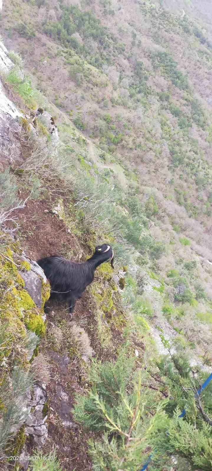 Kayalıklarda mahsur kalan keçiyi AFAD ekipleri kurtardı