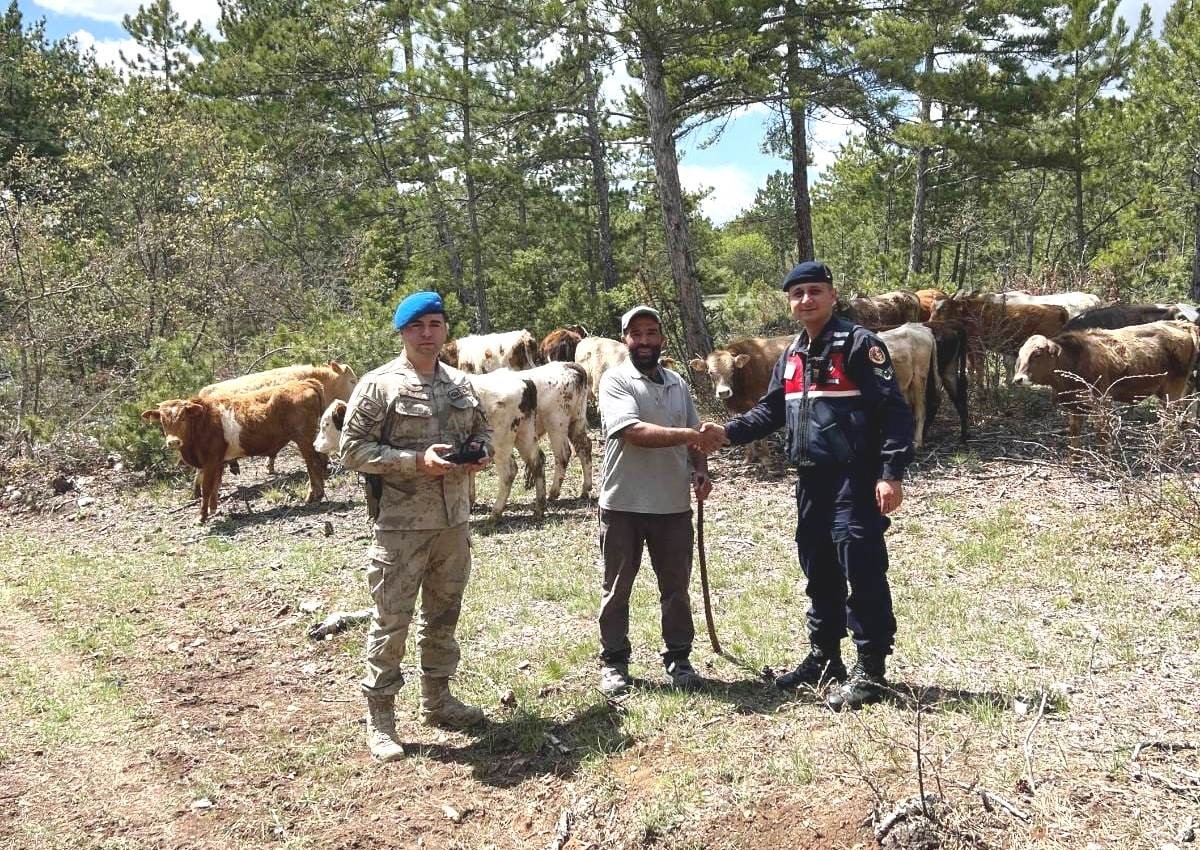 Kütahya’da kayıp büyükbaş hayvanlar dronla bulundu