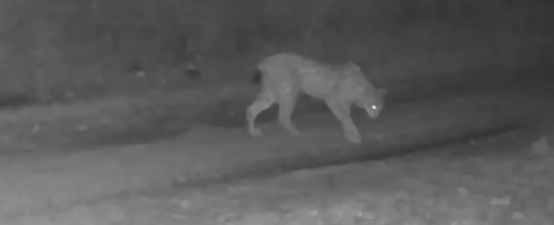 Çankırı’da yaban hayatı fotokapana yansıdı