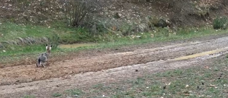 Çankırı’da yaban hayatı fotokapana yansıdı
