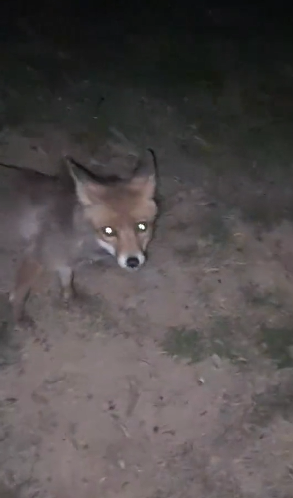 Yalova’da ormanlık alanda insanların yanına gelen tilki kamerada