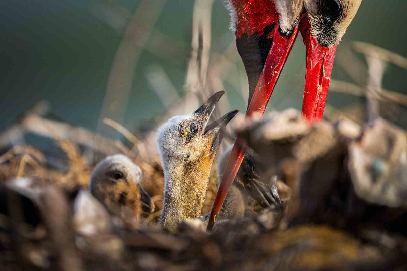 Yaren leyleğin ailesine yeni üyeler katıldı