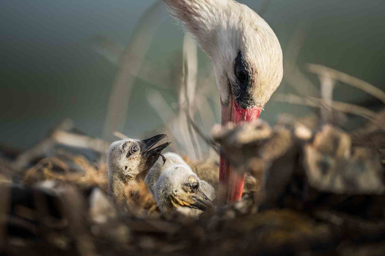 Yaren leyleğin ailesine yeni &uuml;yeler katıldı
