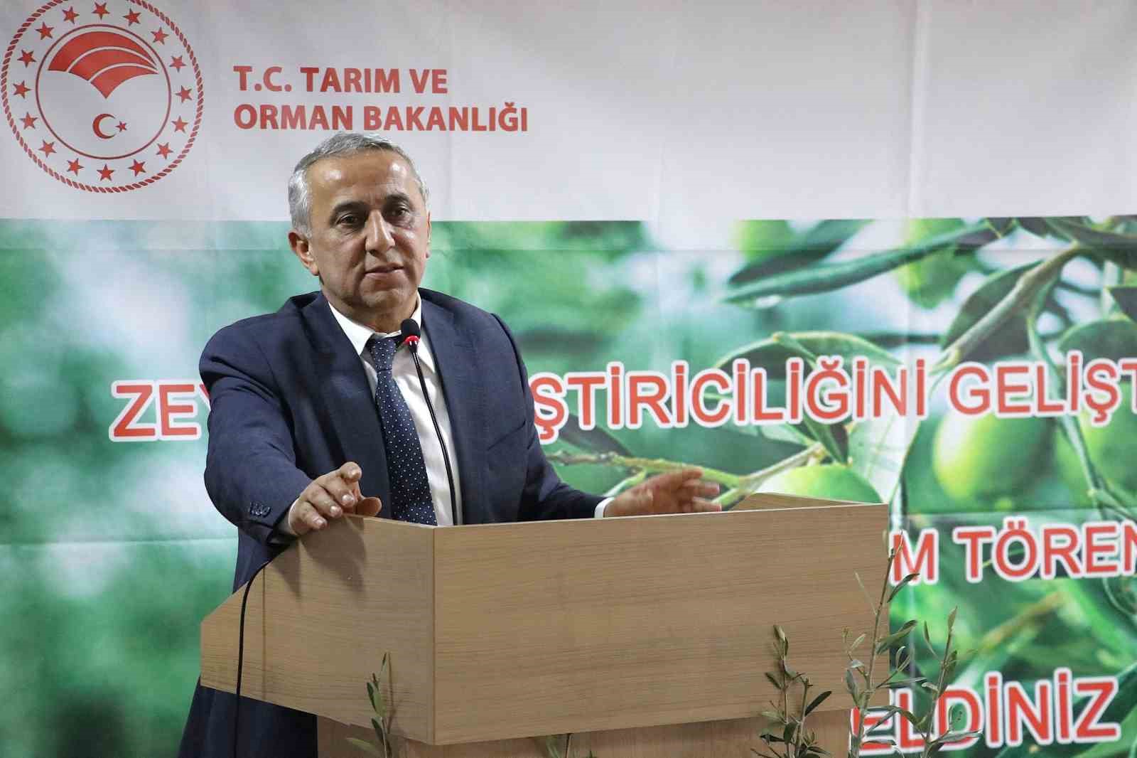 Samsun’da zeytin yetiştiriciliği yeniden canlanıyor