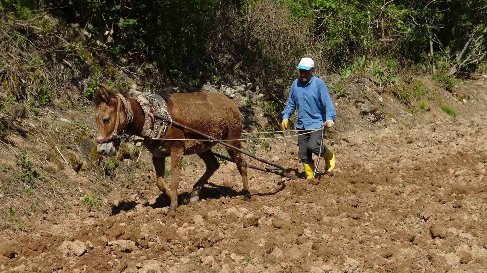 Gercüş’te dededen kalma yöntemlerle imece usulü pirinç ekimi