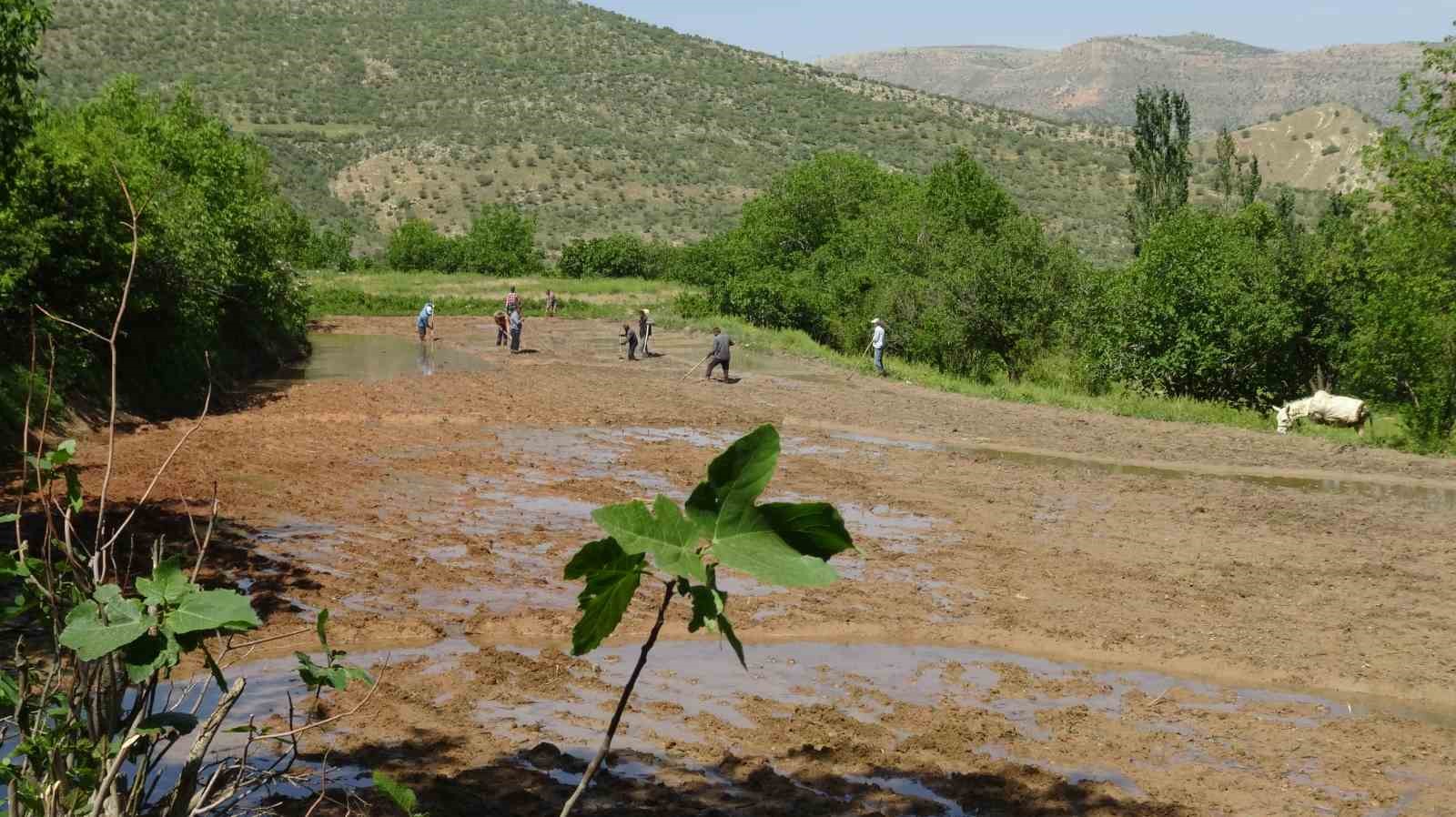 Gercüş’te dededen kalma yöntemlerle imece usulü pirinç ekimi
