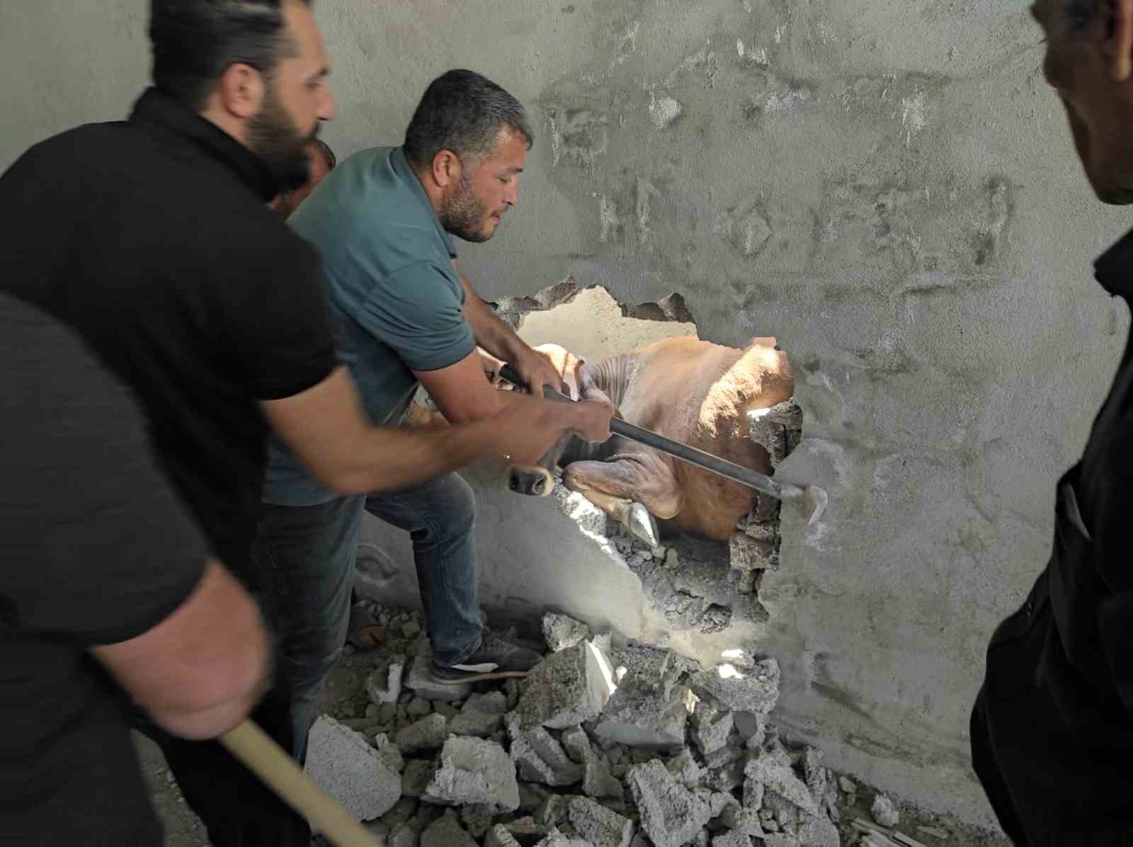 İki duvar arasında sıkışan ineği balyozla duvarı kırarak kurtardılar
