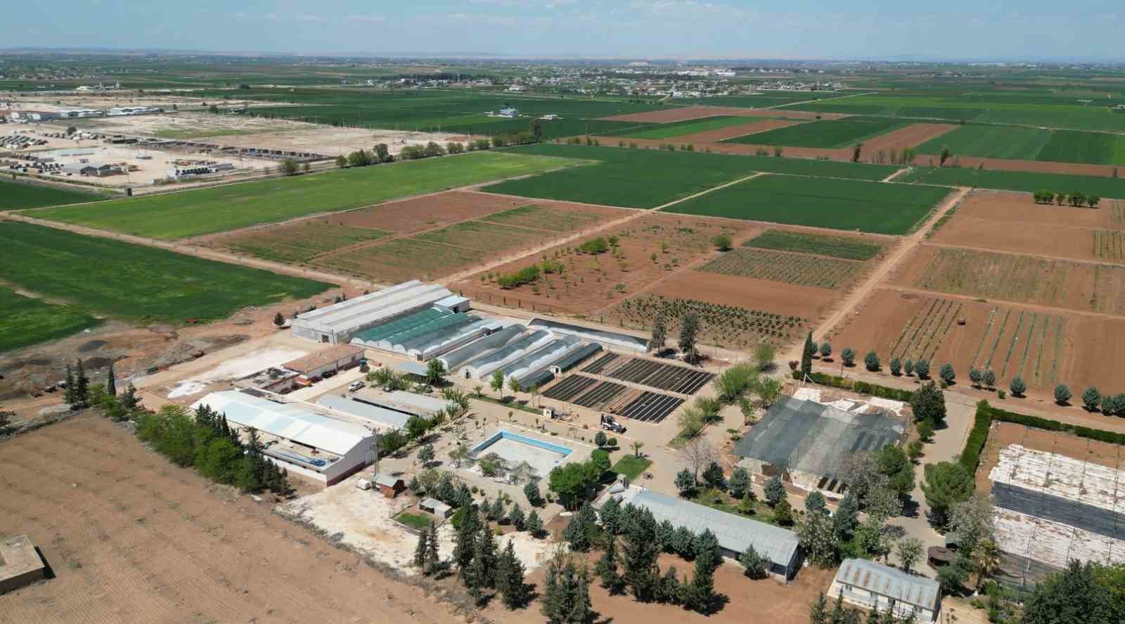 Seralarda yetiştirilen çiçekler Şanlıurfa’yı güzelleştirecek
