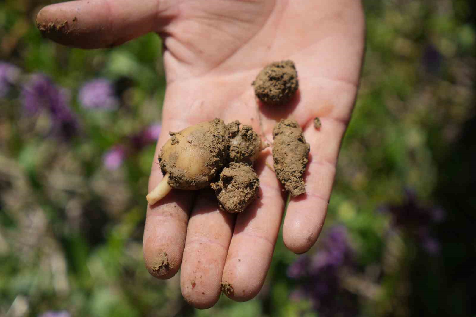 ’Topraktaki altın’ salep: Kilosu 3 bin TL, 1 dönümden 2,5 milyon TL gelir