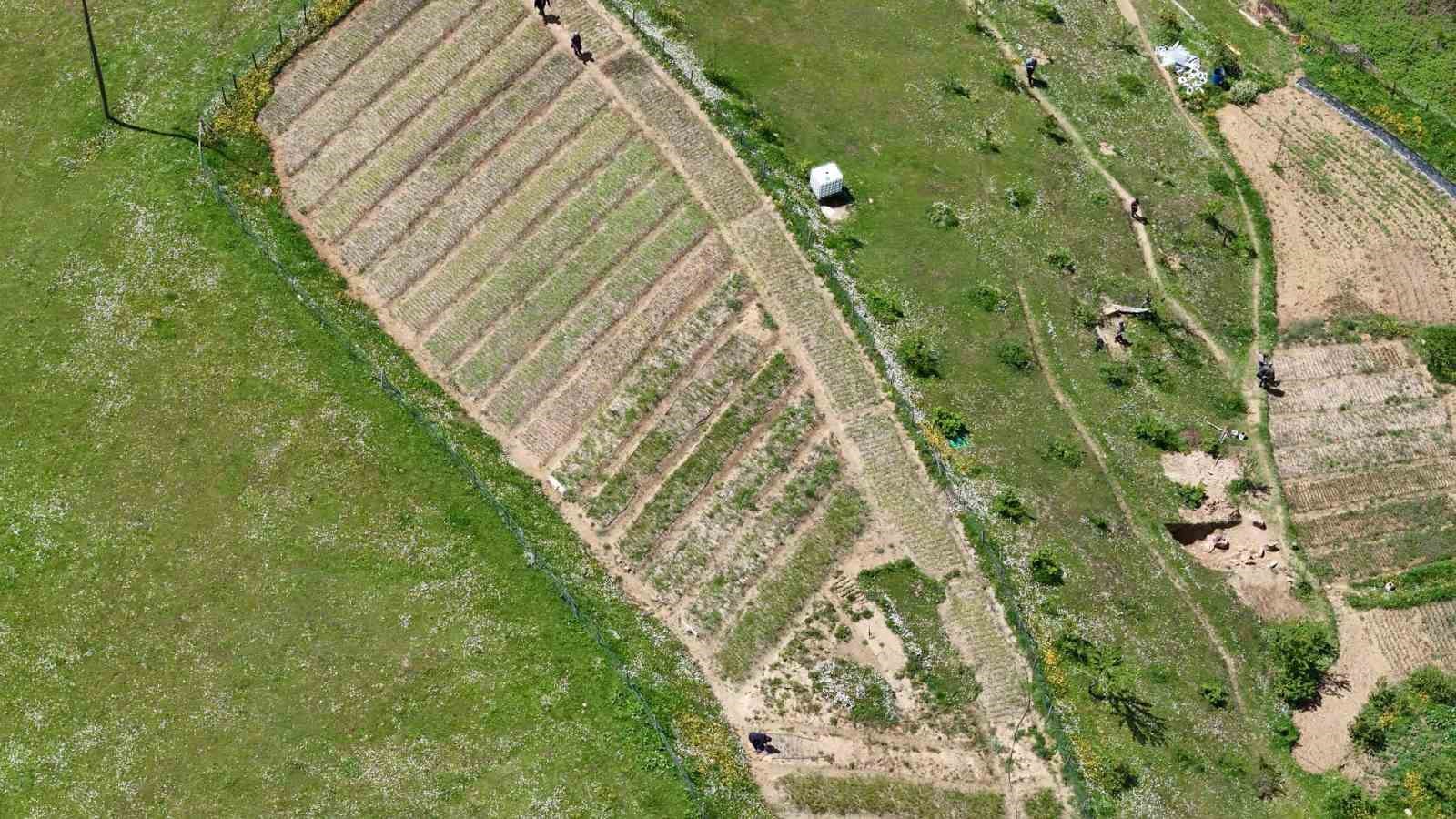 &rsquo;Topraktaki altın&rsquo; salep: Kilosu 3 bin TL, 1 d&ouml;n&uuml;mden 2,5 milyon TL gelir
