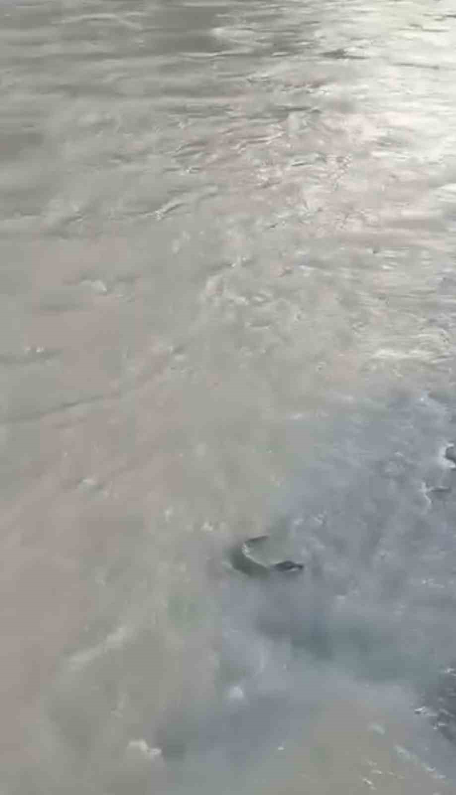 Yüksekova’da su samuru görüntülendi