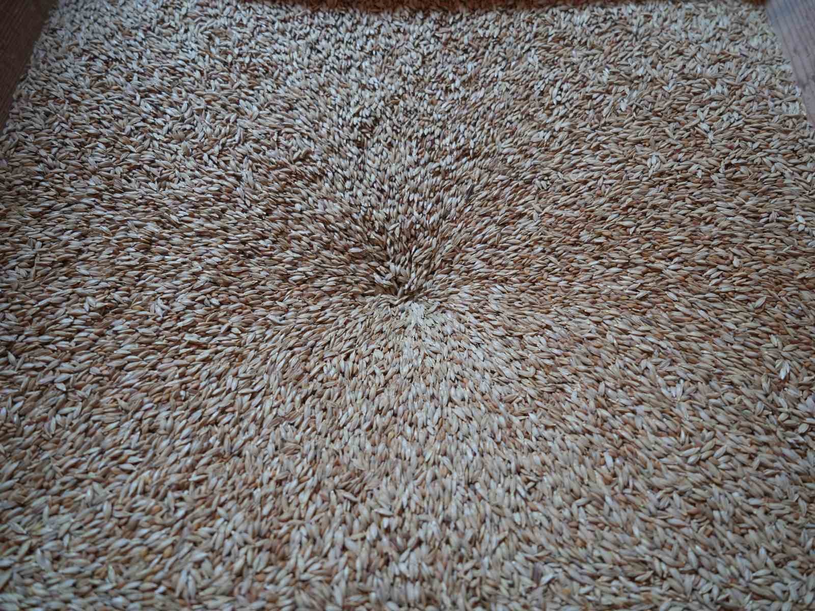 12 bin yıllık siyez, Orta Doğu &uuml;lkelerinin sofrasını s&uuml;sleyecek
