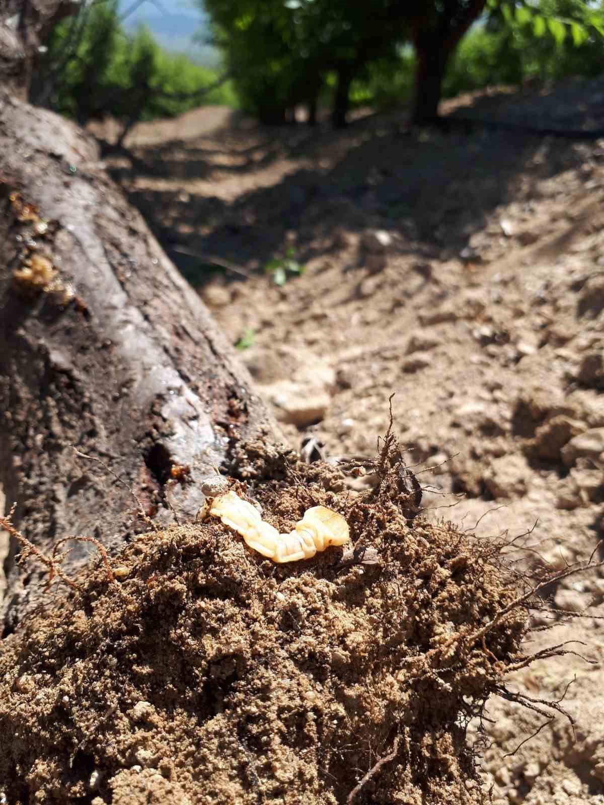 Salihli&rsquo;de &lsquo;Fidan Dip Kurdu&rsquo; tehlikesi!
