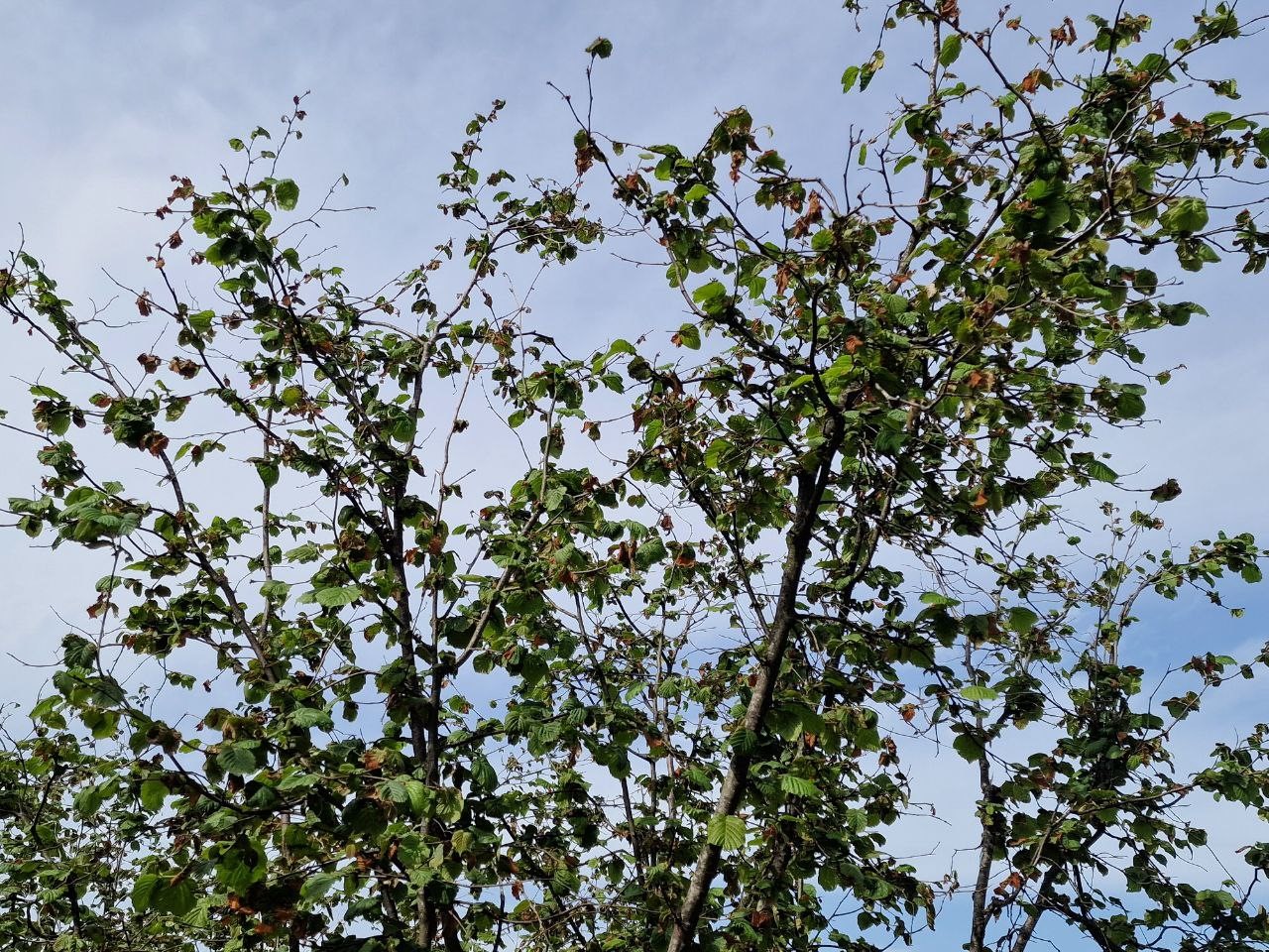 TZOB Genel Başkanı Bayraktar: "Tarıma pozitif ayrımcılık yapmak zorundayız"