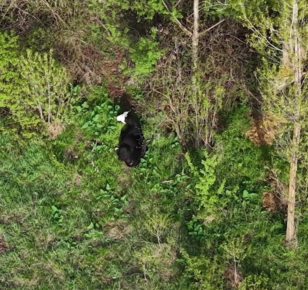 Kezban ninenin firari d&uuml;vesini dron buldu
