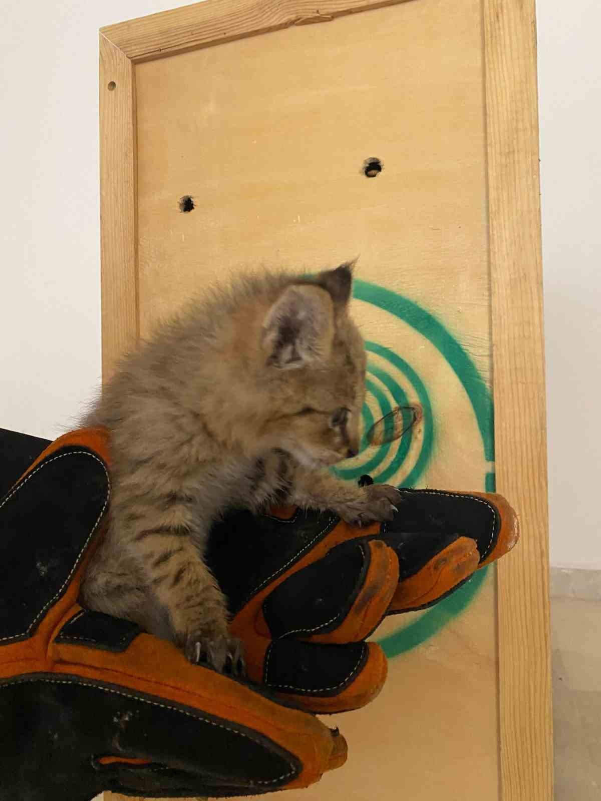 Şırnak’ta nadir görülen saz kedisi yavrusu bulundu