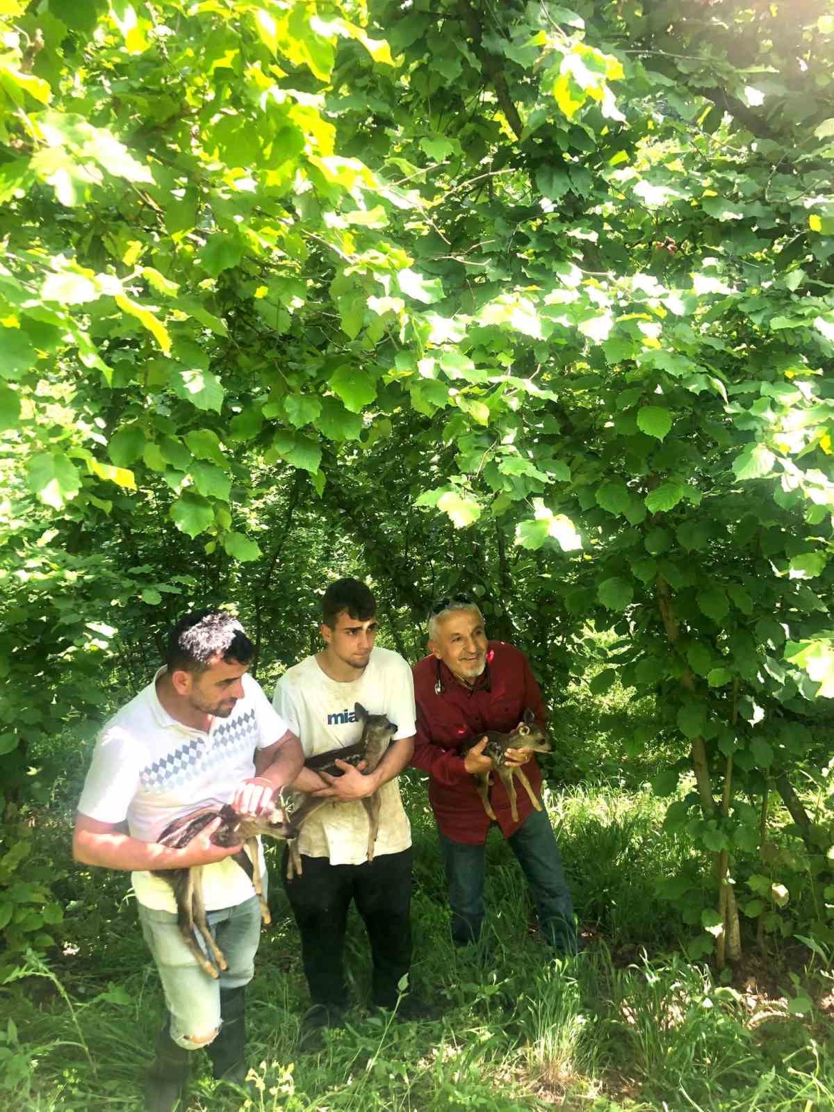 Tarlada çalışırken buldukları yavru karacalar için seferber oldular