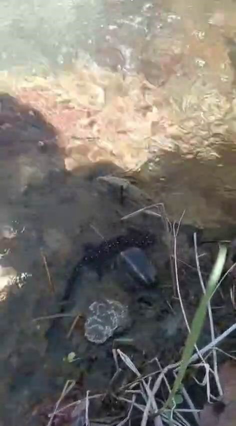 Tunceli’de nesli tehdit altındaki benekli semender görüntülendi