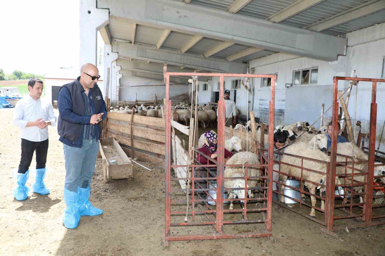 Elazığ&rsquo;da 2024 yılında k&uuml;&ccedil;&uuml;kbaş hayvancılığa 41 milyon lira destek sağlandı
