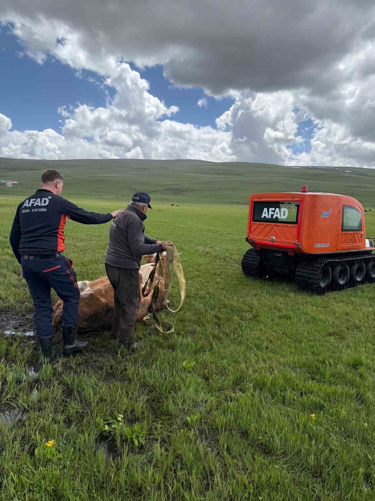 Bataklığa saplanan inek b&ouml;yle kurtarıldı

