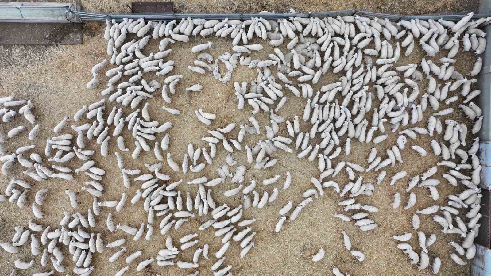 Yüzlerce kuzu annesiyle buluştu, o anlar dron ile görüntülendi
