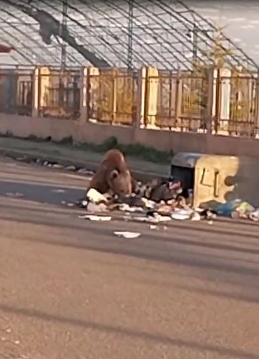 Mahalleye inen bozayı çöpte yiyecek aradı
