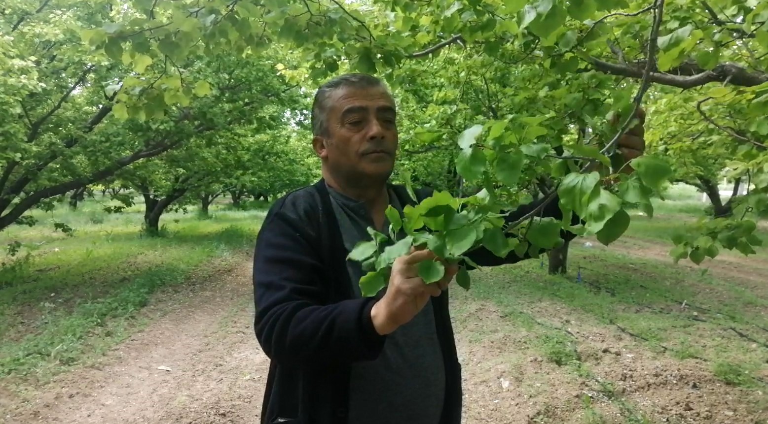 Isparta’da don kayısı üreticilerini zarara uğrattı