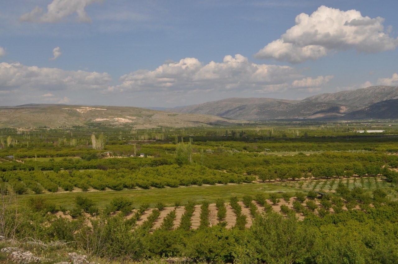 Isparta’da don kayısı üreticilerini zarara uğrattı