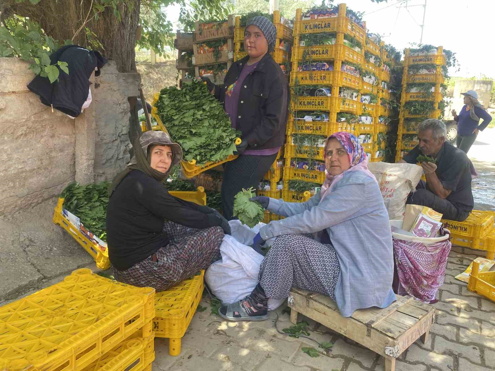 Yaprağı meyvesinden daha çok kazandırıyor