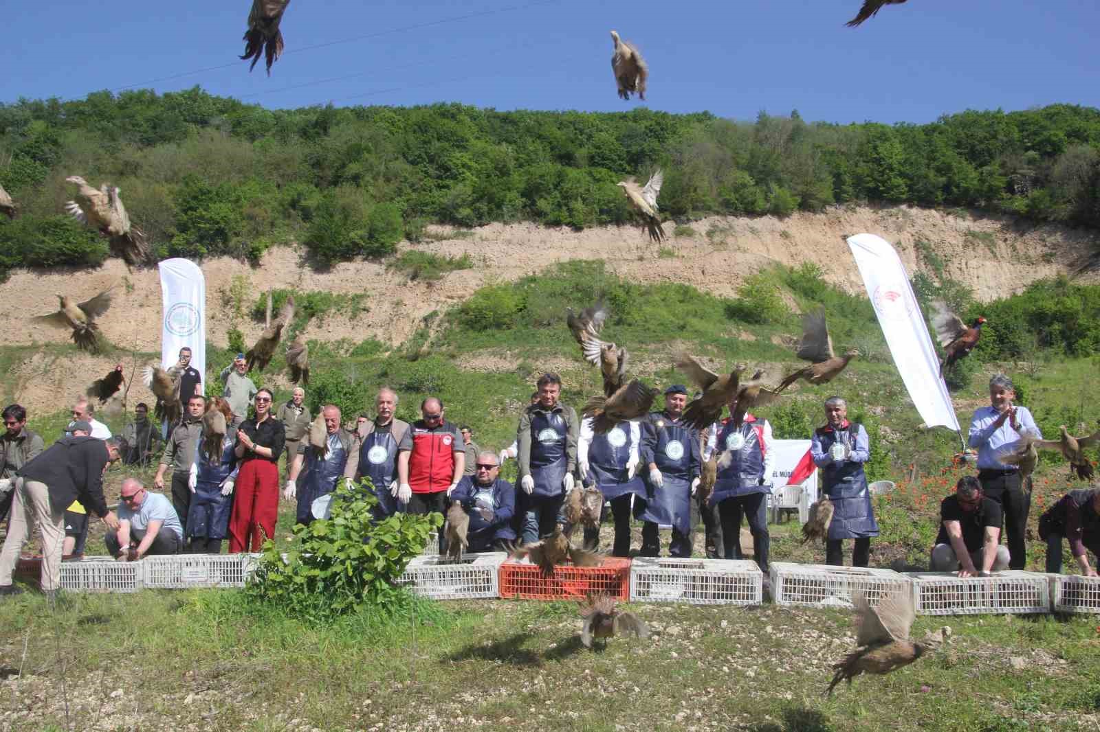 Ordu’da kokarcaya karşı sülün