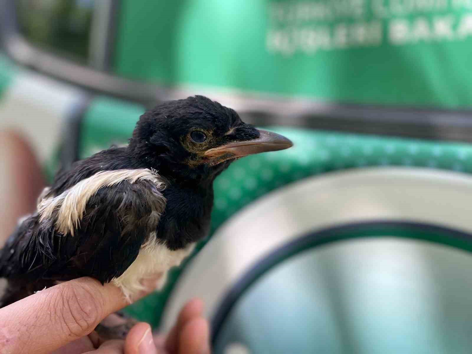 Yavru kargaya jandarma şefkati