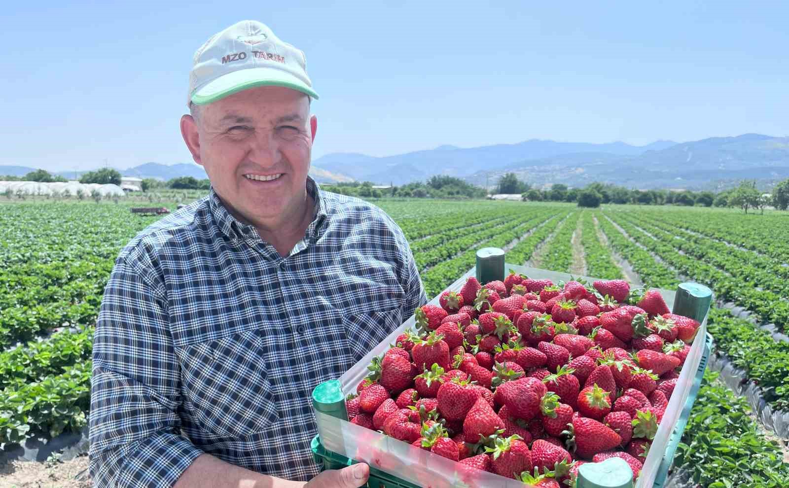 Emiralem’in mis kokulu çilek bahçelerinde hasat heyecanı