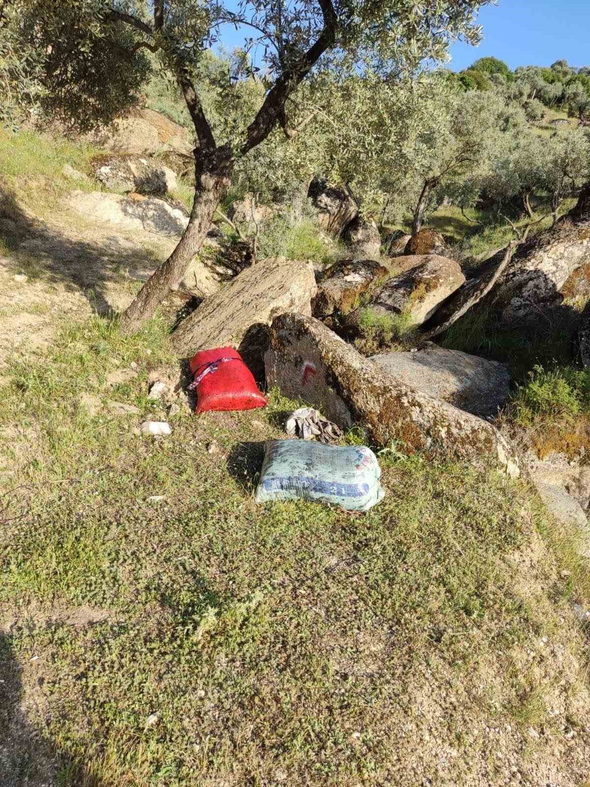 İzinsiz zeytin toplayan 11 şüpheli yakalandı
