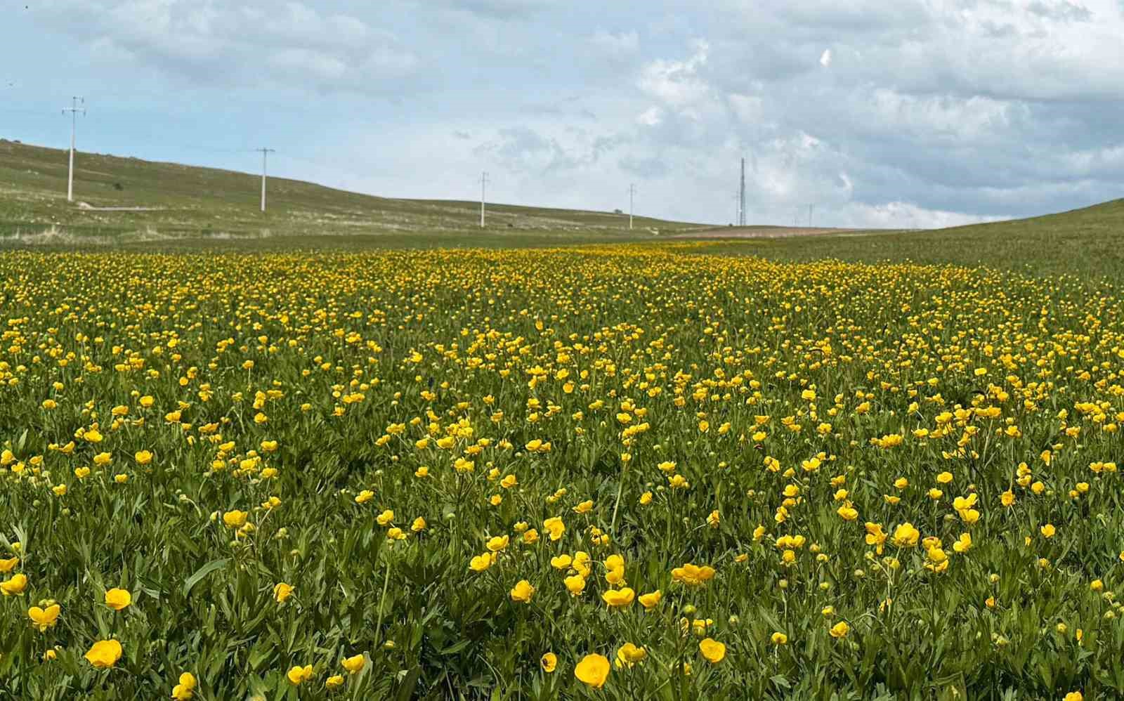 Ahlat’ta ovalar düğün çiçekleri ve mor sümbüllerle şenlendi
