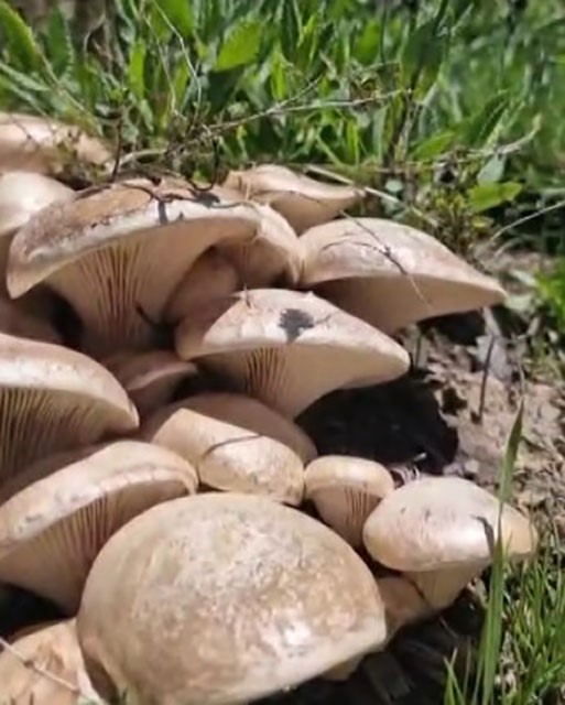 Munzur Dağları’nda mantar tarlasına denk geldi
