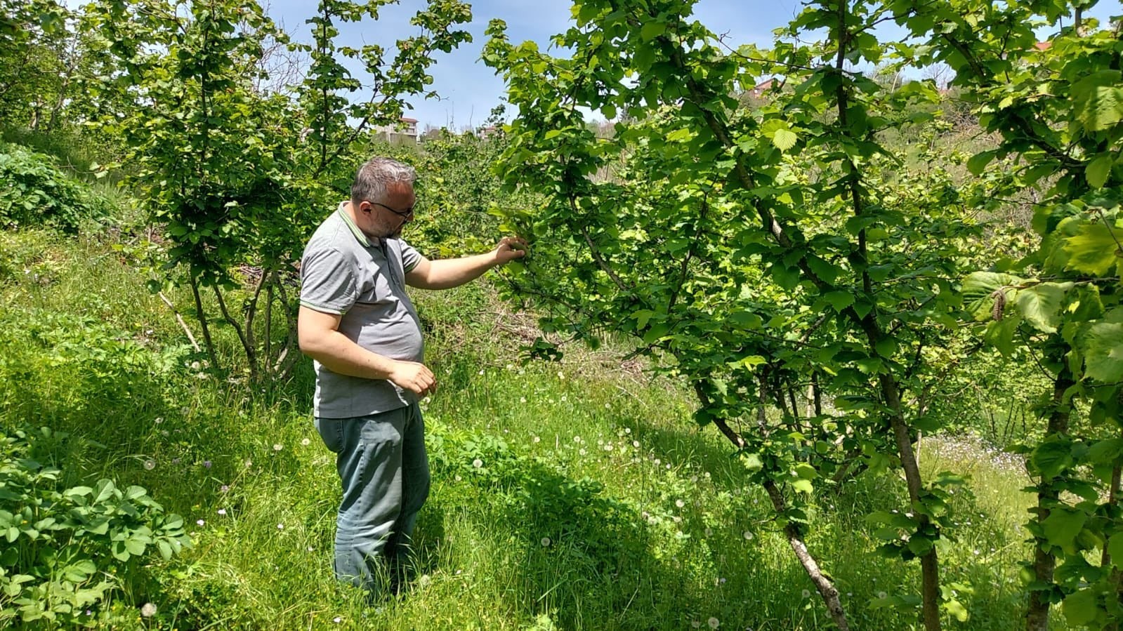 Zonguldak’ta zirai don ve hastalık kontrolleri sürüyor